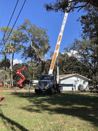 Hammock Tree Service