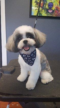 P's and Q's Pet Resort and Spa