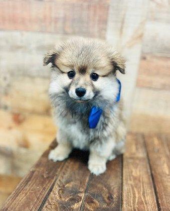 Puppy Boutique of Bartow