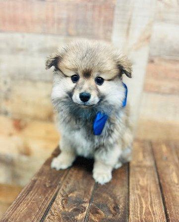 Puppy Boutique of Bartow