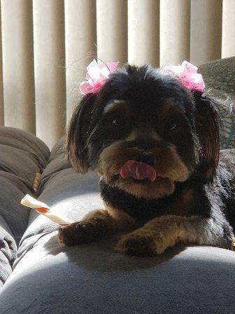 Smooch-A-Pooch Salon