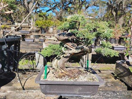 New World Bonsai