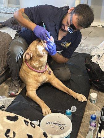 Gentle Dental for Pets