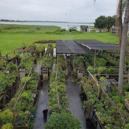 Elemental Nursery / Florida Bonsai