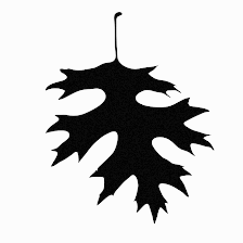 Black Oak Creative