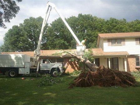 Central Florida Tree and Landscape, LLC.