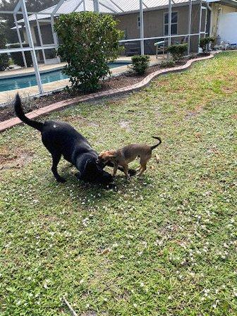 Shiney Day Specialized Pet Care
