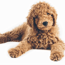 Knudawn Southern Goldendoodles and Cavapoos