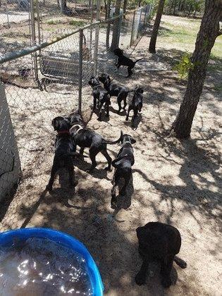 SPCA of Hernando County's Rescue Ranch