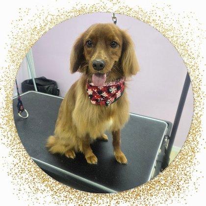 Fur Shine Pet Salon LLC