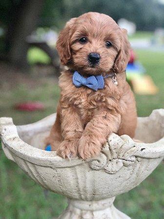Goldendoodle’s By Aggie