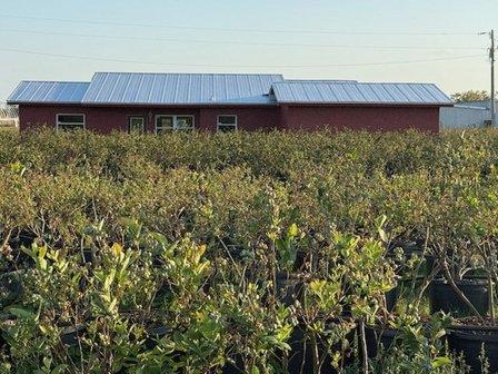Jennings Road Farm - U-Pick Blueberries