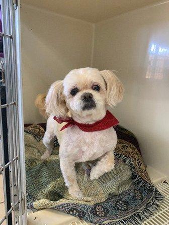 Pawsome Pet Care Nurses / Poulin Ventures LLC