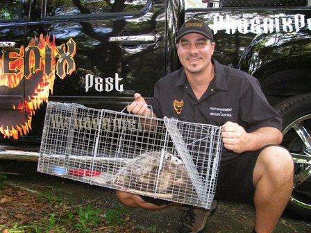 Phoenix Pest Management and Wildlife Control