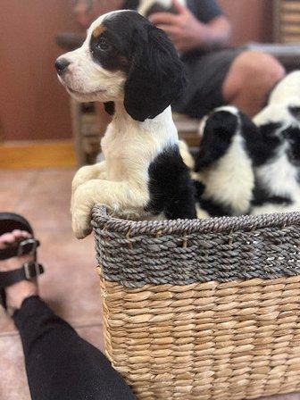 Redemption Fields Springer Spaniels