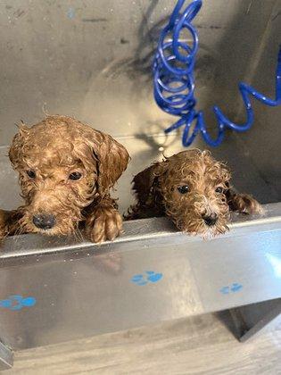 Knudawn Southern Goldendoodles and Cavapoos