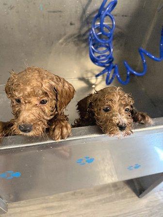 Knudawn Southern Goldendoodles and Cavapoos
