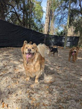 Citrus Pawville - Pet Boarding, Grooming, Daycare