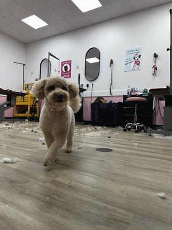 Woof Gang Bakery & Grooming Bexley