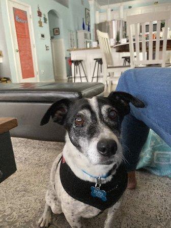 GentleCare Pet Hospital