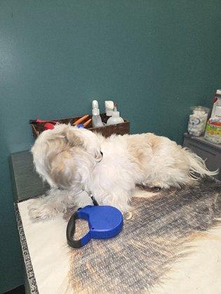 Affordable Pet Care at Four Corners