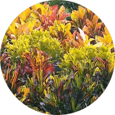 Gulf Breeze Gardens