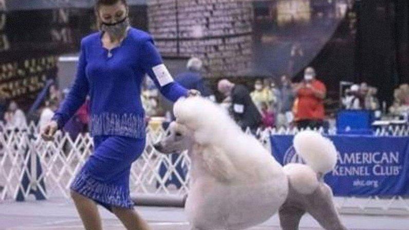 Princetin Poodles LLC