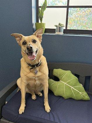 Land O Lakes Animal Hospital
