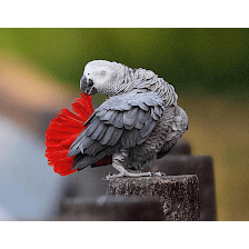 Everything Birds