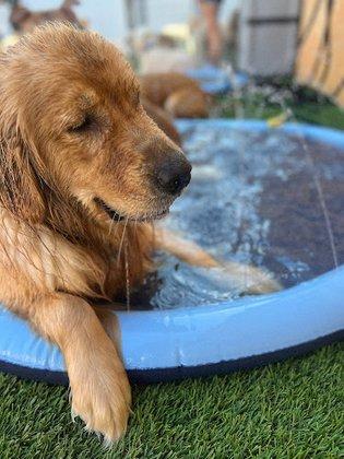 The Woof on Cortez Daycare & Boarding