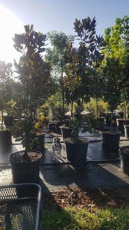 McKeithen Growers, Inc