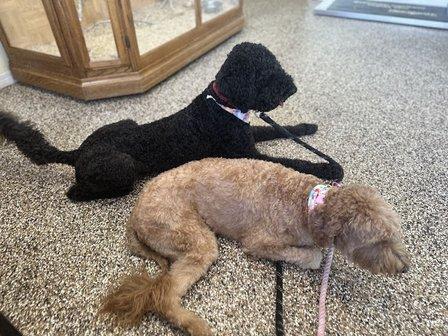 Ark Animal Hospital