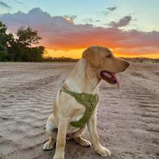 South West Florida Labradors