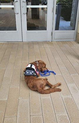 Dog Training Elite Southwest Florida Facility