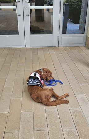 Dog Training Elite Southwest Florida Facility