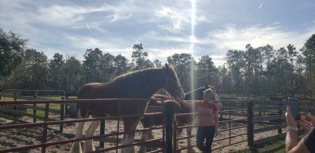 Grandview Clydesdales