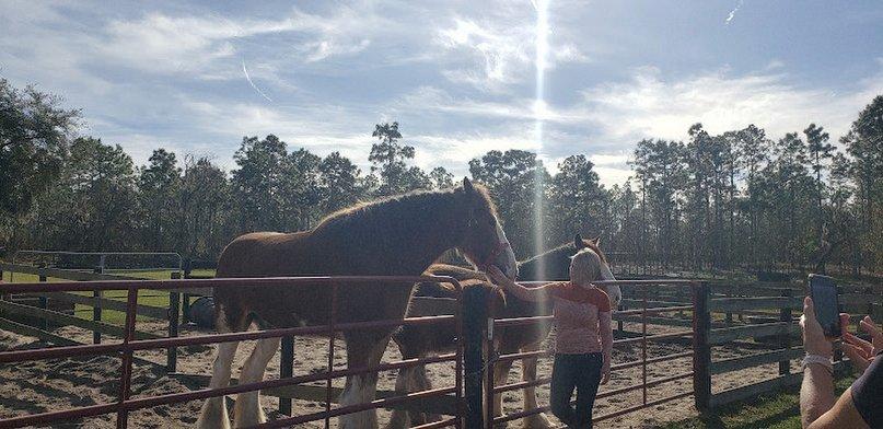 Grandview Clydesdales