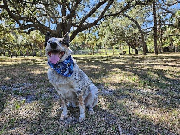 Woodmere Dog Park