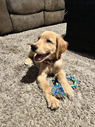 Quality Puppies USA