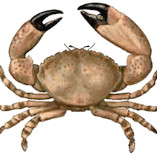 From Boat to Table , Hernando Beach Seafood Fresh Fish