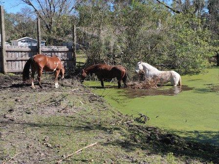 Rockin' Horse Farm LLC