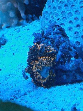 FISH and other ICHTHY stuff