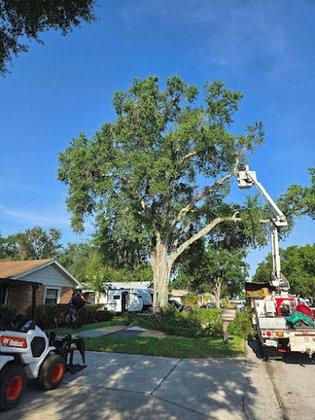 Cam's Trees
