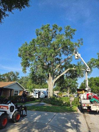 Cam's Trees