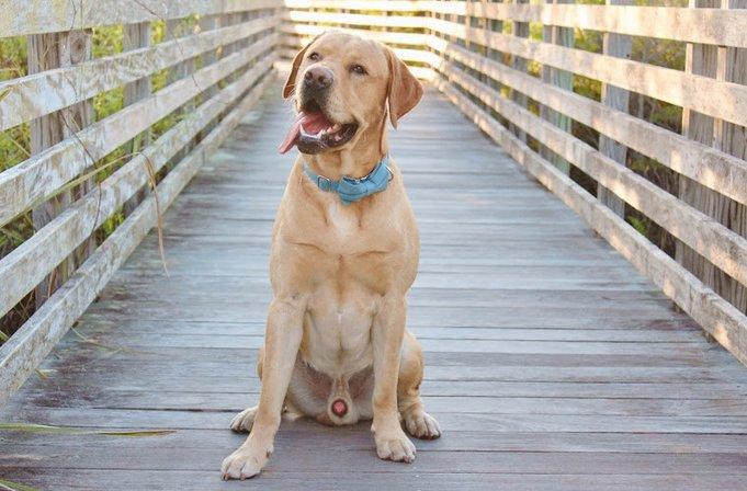 South West Florida Labradors