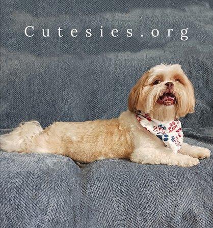 Cutesies Luxury Pet Resort