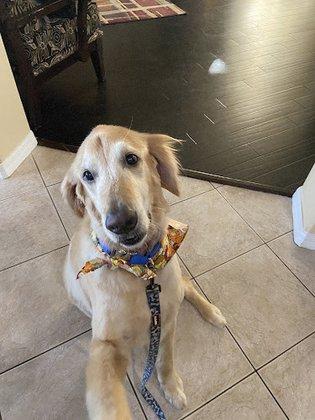 Dani’s Pet Spa, Llc