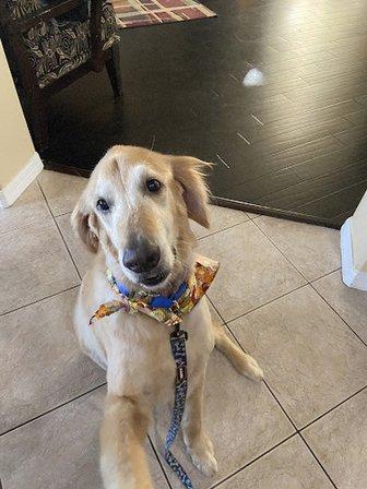 Dani’s Pet Spa, Llc