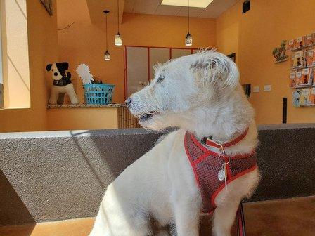 Coastal Animal Medical Center