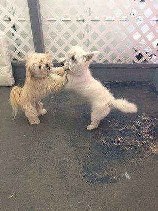 The Paw Spa